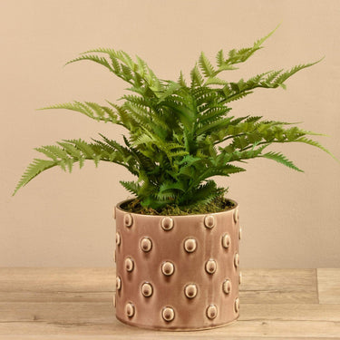 Plants-Potted Fern-Bloomr