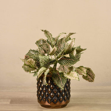 Plants-Potted Fittonia-Bloomr
