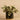 Plants-Artificial Potted Fittonia Discontinued-Bloomr