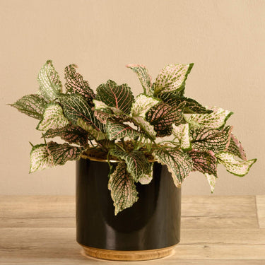 Plants-Artificial Potted Fittonia Discontinued-Bloomr
