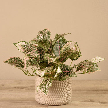 Plants-Potted Fittonia-Bloomr