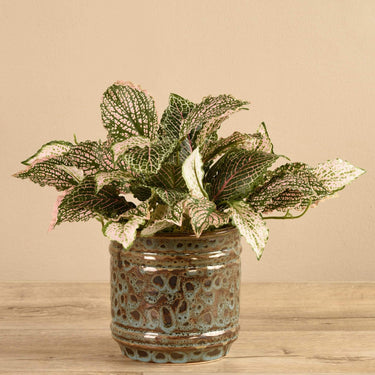 Plants-Potted Fittonia (Discontinued)-Bloomr