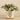 Plants-Potted Fittonia Discontinued-Bloomr