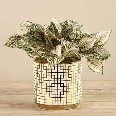 Plants-Potted Fittonia Discontinued-Bloomr
