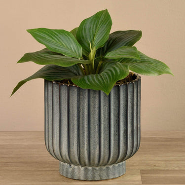 Plants-Potted Hosta-Bloomr