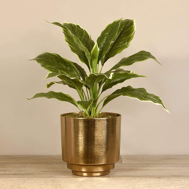 Plants-Potted Hosta Leaf-Bloomr