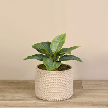 Plants-Potted Hosta-Bloomr