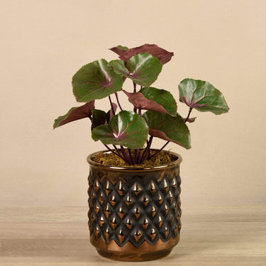 Plants-Artificial Potted Ligularia-Bloomr