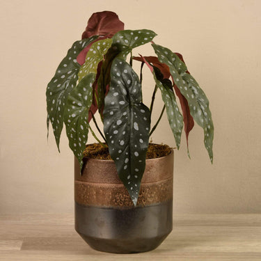 Plants-Potted Maculata-Bloomr