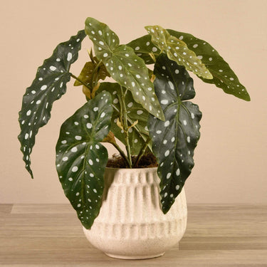 Plants-Potted Maculata-Bloomr