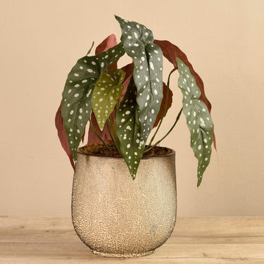 Plants-Potted Maculata-Bloomr