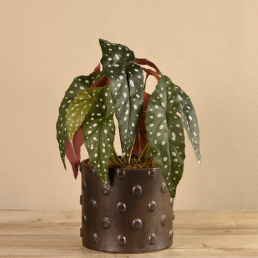 Plants-Potted Maculata-Bloomr