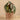 Plants-Potted Maculata (Discontinued)-Bloomr