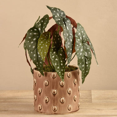 Plants-Potted Maculata (Discontinued)-Bloomr