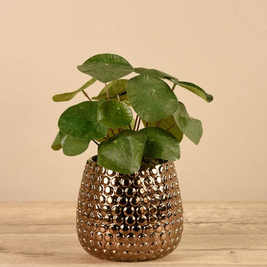 Plants-Potted Pancake-Bloomr