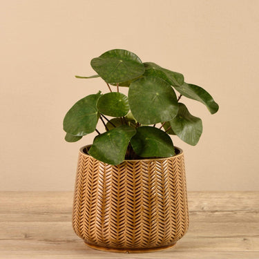 Plants-Artificial Potted Pancake Plant-Bloomr