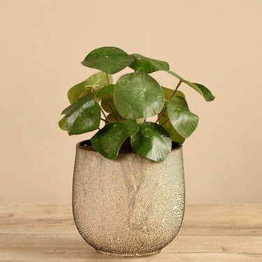 Plants-Potted Pancake-Bloomr