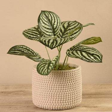 Plants-Potted Peperomia-Bloomr