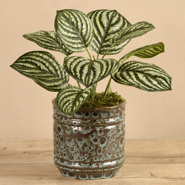 Plants-Potted Peperomia (Discontinued)-Bloomr