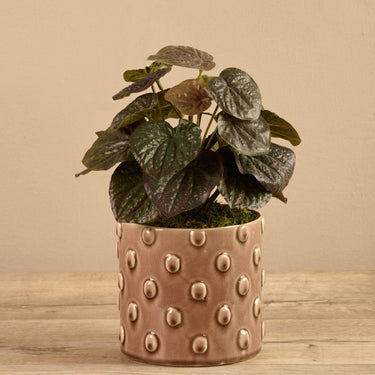 Plants-Potted Peperomia-Bloomr