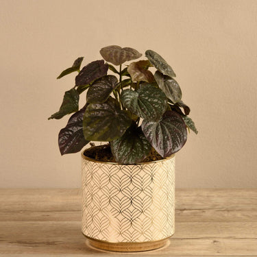 Plants-Potted Peperomia Dark-Bloomr