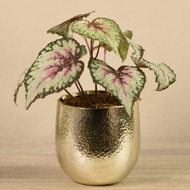 Plants-Potted Rex Begonia-Bloomr
