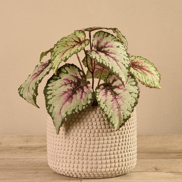 Plants-Potted Rex Begonia-Bloomr