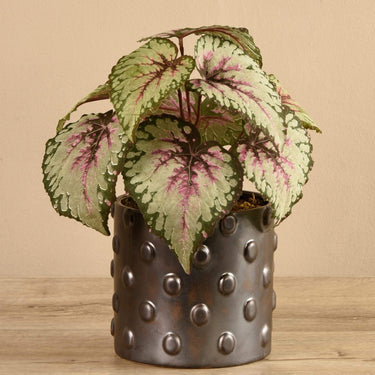 Plants-Potted Rex Begonia-Bloomr