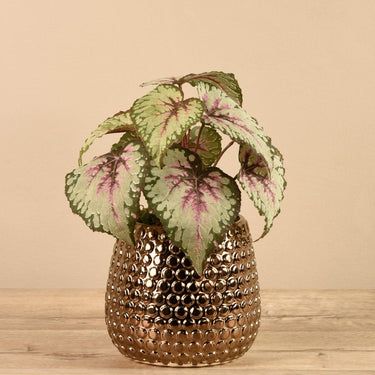 Plants-Potted Rex Begonia-Bloomr