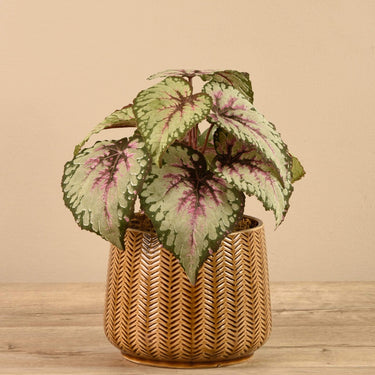 Plants-Potted Rex Begonia-Bloomr