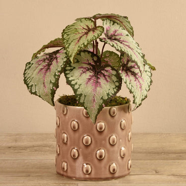 Plants-Potted Rex Begonia (Discontinued)-Bloomr