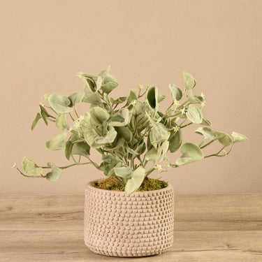 Plants-Potted Silver Fall-Bloomr