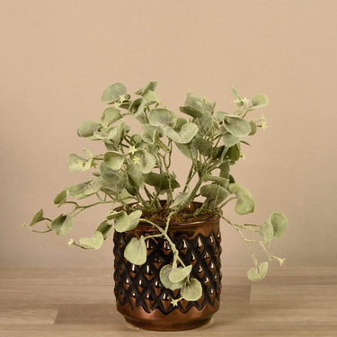 Plants-Potted Silver Fall Plant-Bloomr