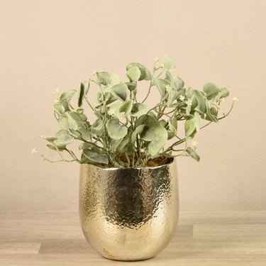 Plants-Potted Silver Fall Plant-Bloomr