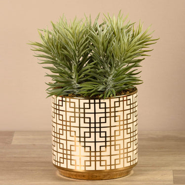 Plants-Potted Sprout Succulent-Bloomr