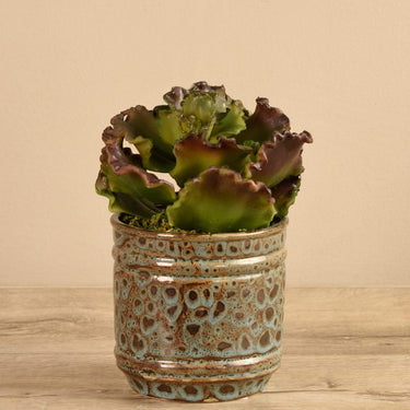 Plants-Potted Succulent (Discontinued)-Bloomr