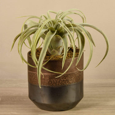 Plants-Artificial Potted Tillandsia-Bloomr