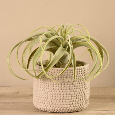 Plants-Potted Tillandsia-Bloomr
