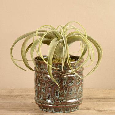 Plants-Artificial Potted Tillandsia (Discontinued)-Bloomr