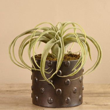 Plants-Potted Tillandsia-Bloomr