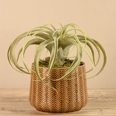 Plants-Artificial Potted Tillandsia-Bloomr