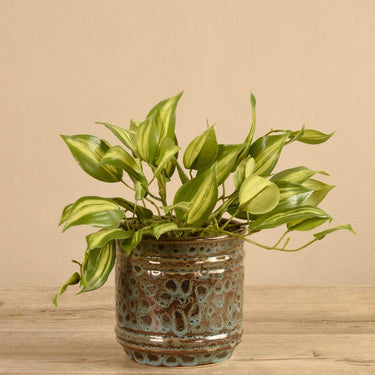 Plants-Potted Vanilla Leaf (Discontinued)-Bloomr