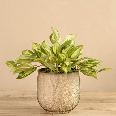 Plants-Potted Vanilla Leaf-Bloomr