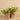 Plants-Potted Vanilla Leaf (Discontinued)-Bloomr