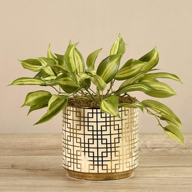 Plants-Potted Vanilla Leaf-Bloomr