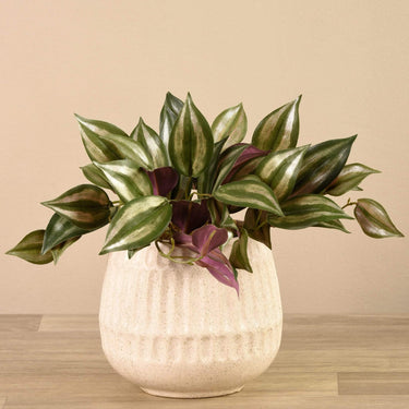 Plants-Artificial Potted Dark Vanilla Leaf Plant-Bloomr
