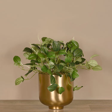 Plants-Artificial Potted Peperomia-Bloomr