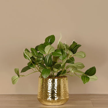 Plants-Artificial Potted Peperomia-Bloomr