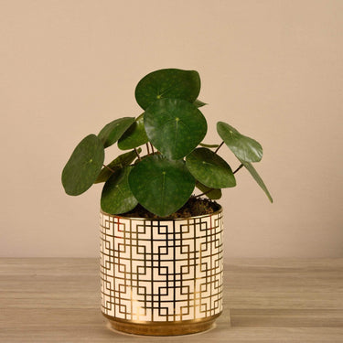 Plants-Artificial Pancake Plant in White & Gold Pot-Bloomr