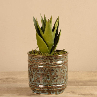 Plants-Potted Aloe (Discontinued)-Bloomr